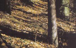 Aufgaben des Waldes Der Wald ein Wirtschaftsfaktor Holzeinschlag in Bayern ca. 15 Mio.