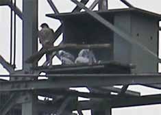 Als Ende Mai die Vorbereitungen für die Wiederaufnahme Kasten an der Mettnicher Brücke, Foto: Marion Geib der Bautätigkeiten begannen, zeigte sich der Jungvogel auf dem Atzbrett, er war etwa 4 Wochen