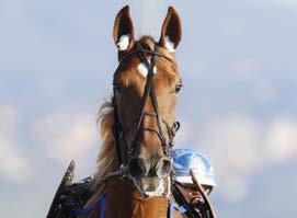 ITALIEN Belohnung 2½ Monate später mit Blickrichtung Prix d Amérique in den Prix de Belgique entsendet, wo sie fürchterlich Wasser saufen ging und nach jenem Auftritt nur noch ein Schatten war.