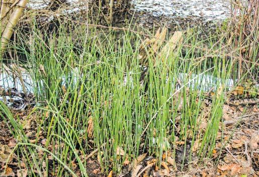 In einem schmalen Streifen Ufergebüsch am Ostbach fand er einen kleinen Bestand des Winterschachtelhalms (Equisetum hyemale), der seinen ungewöhnlichen deutschen Namen bekommen hat, weil er auch