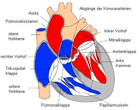 Abb.3: Innenansicht des Herzens 25 5.2 GROSSER UND KLEINER BLUTKREISLAUF Funktionell werden ein großer Körperkreislauf und ein kleiner Lungenkreislauf unterschieden.