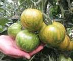 Salat Tomate Green Zebra mittelhoch und mittelstark wüchsig Frucht: gestreift grün bis gelb, zur Reife