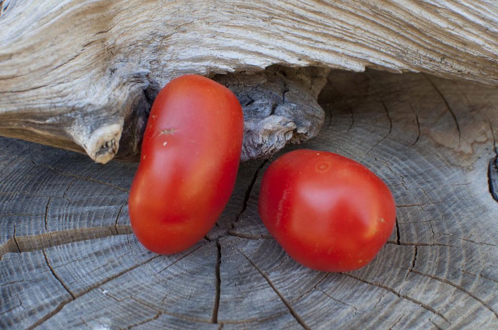 Tomate Humboldtii Stabtomate, mittelhoch wüchsig Früchte: birnenförmig bis pflaumenförmig, bis zu 5,5 cm lang, rot, kleine Spitze