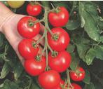 Tomate Hellfrucht mittestarkwüchsig Frucht: klassische rote runde Tomatensorte aromatisch Allroundtomate
