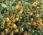 Mini Tomate Gelbe Johannisbeere extrem starkwüchsige Wildtomatensorte, mehrtriebig!