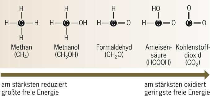 1 Wie wird bei Oxidation von Glucose Energie freigesetzt?