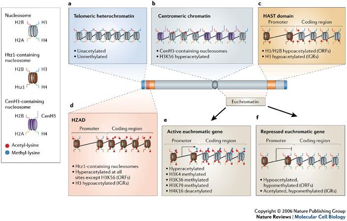 Unterschiedliche Modifikationen in euchromatischen Bereichen reprimierte Gene: hypoacetyliert und hypomethylierte Histone