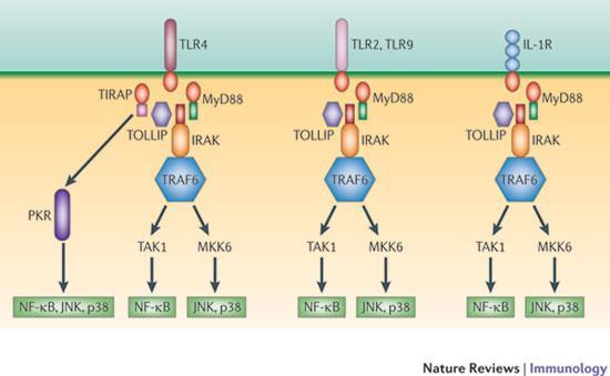 Der Rezeptortyp TLR sind Typ1 Membranproteine.