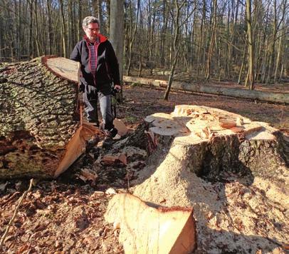 DER FALKE: Bevor wir über die aktuelle Lage im Kampf um den Erhalt des Białowieża-Waldes sprechen: Werfen wir einen Blick auf das Gebiet. Was macht die besondere Bedeutung des Białowieża-Waldes aus?