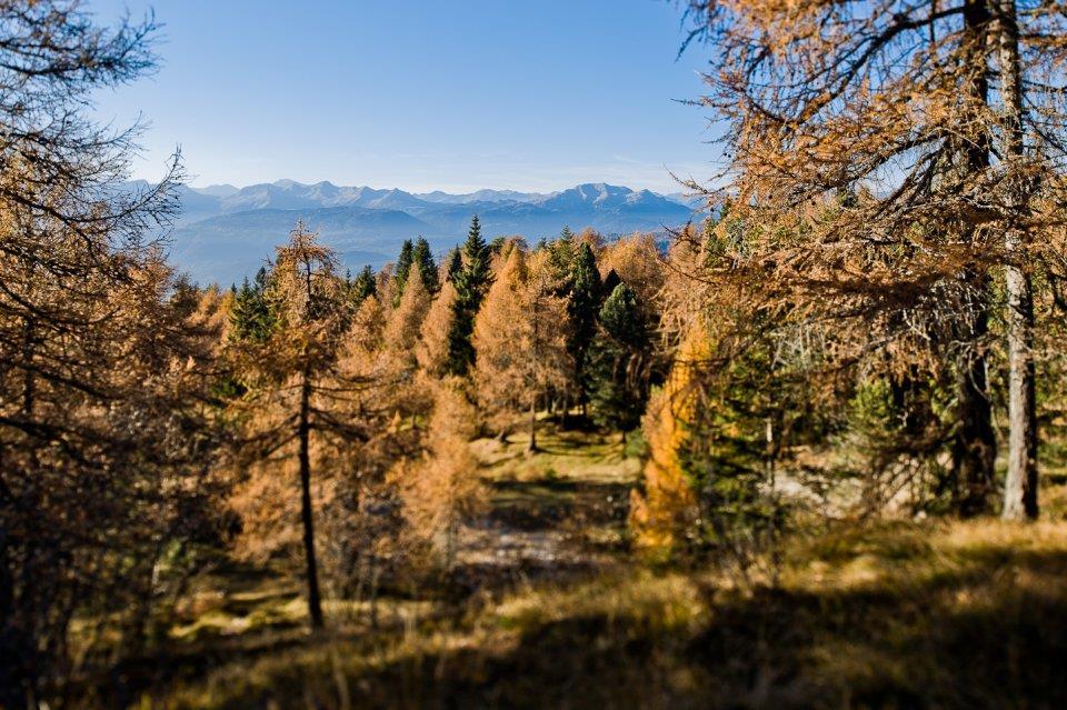 Auswirkungen: Wald Wichtige Funktion in der Kohlenstoffspeicherung (bis zum 4 t Kohlenstoff pro Jahr und Hektar!) 30% oberirdisch, 70% unterirdisch!