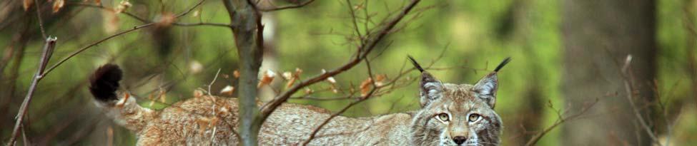 Niedersächsische Strategie zum Arten- und Biotopschutz Vollzugshinweise zum Schutz von Säugetierarten in Niedersachsen Säugetierarten des Anhangs II der