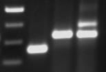 Ergebnisse Gensequenz, wenn keine Deletion stattgefunden hat, sowie des Wildtypallels erfolgte mittels einer PCR-Analyse, wie es in Abbildung 3.4 dargestellt ist.