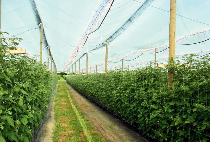 Beerenobst 187 Die Langzeitlagerung von Heidelbeeren ist nur mit der angepassten Lagertechnik mit Lagerbedingungen von - 0,5 C, 1 % O 2 und 1% CO 2 möglich.