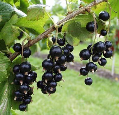hoch Tenah Reife: mittelspät Frucht: große schwarze Einzelbeeren an langen Trauben Pflanze: