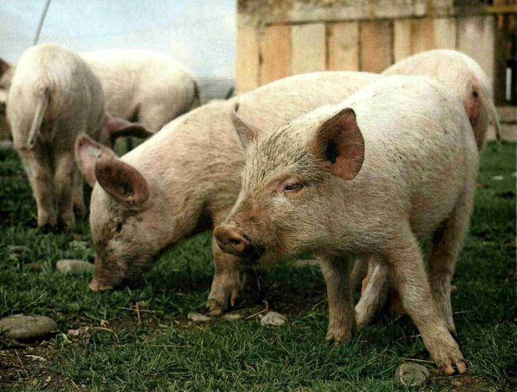 nicht angepasst. Neue Schw sen braucht das Land Landläufig gilt das Schwein als Tier, dem man alles füttern kann.