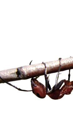 04 AMEISENMITTEL* AMEISENSPRAY* 05 Streu- und Gießmittel zur Bekämpfung von Ameisen Zur Bekämpfung von Ameisennestern und zur raschen Abtötung von Ameisen Zuverlässige