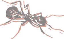 Streuanwendung: Dünnen Granulatfilm auf Ameistenstraßen ent lang von Mauern und Leisten streuen. Ameisennester mit kreisförmiger Barriere behandeln (20 g/m 2 ).
