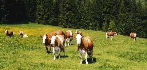 Vortragsübersicht Neue tierschutzrechtliche Bestimmungen für die Rinderhaltung in Österreich Dr.