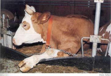 Formen der Anbindehaltung Mindestmaße für Anbindestände (für ein Rind von 550 700 kg) Kurzstand: Die Tiere halten sich mit dem Kopf immer über dem Futterbarren auf.