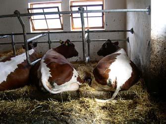 4 Gruppenhaltung erwachsener Rinder (Laufstall) Liegeboxengröße (für ein Rind von 550 700 kg) Zur Verfügung stellen: Absonderungsbuchten in ausreichendem Ausmaß