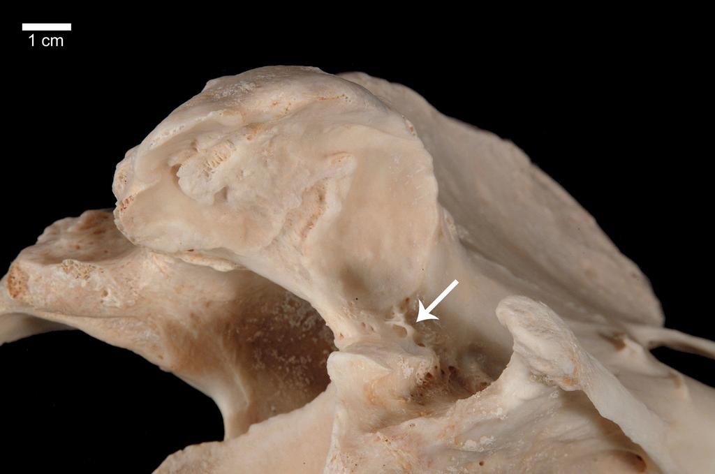 IV. Ergebnisse 113 Abb. 76: Rechter Proc. articularis caudalis des Axis des Pferdes H14 in der Ansicht von ventrolateral.