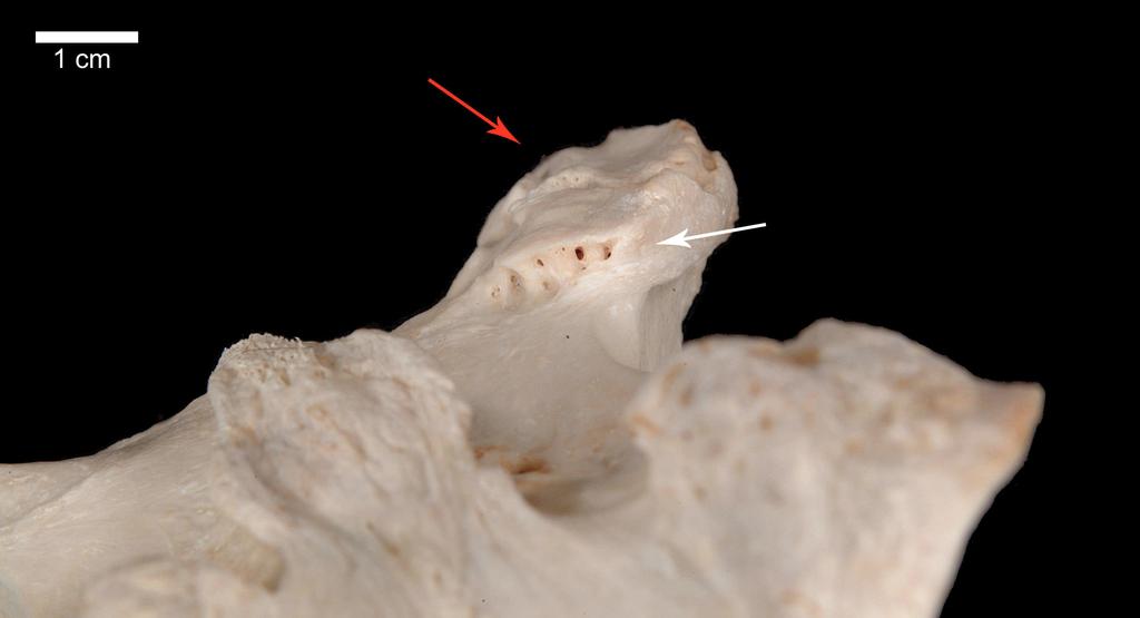 IV. Ergebnisse 114 Abb. 78: Rechter Proc. articularis cranialis des dritten Halswirbels des Pferdes H14 in der Ansicht von kaudal.