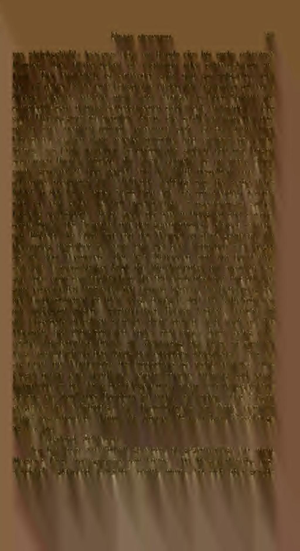 Empis slercorea. 23 rax gleicbgefärbt ; letzleres trägt am Rande vier bis secbs schwarze Borsten. Der Hinterrücken ist rostbraun oder schwarzbraun gefärbt.