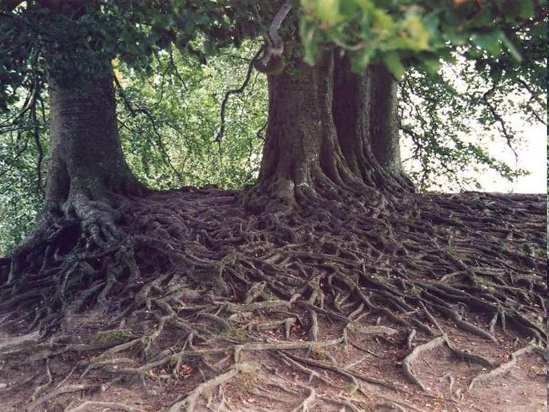 Holz wächst am Baum