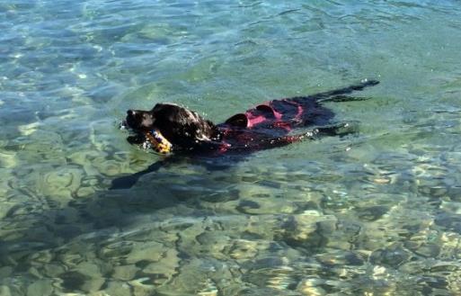 In ihrem Wassertraining kann jedes Mitglied seinen Hund individuell fördern und wenn gewünscht auf die Wasserarbeitshund-Prüfungen vorbereiten.