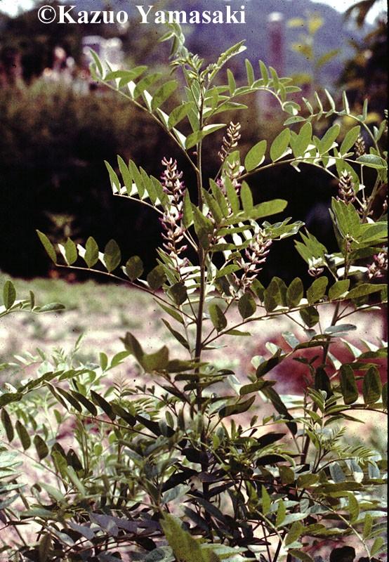 Ordnung: Fabales (Schmetterlingsblütler) Unterfamilie: Faboideae Glycyrrhiza glabra (Kahles Süßholz) Merkmale: ausdauernde Staude große, unpaarig gefiederte Blätter mit unterseits drüsig-klebrigen