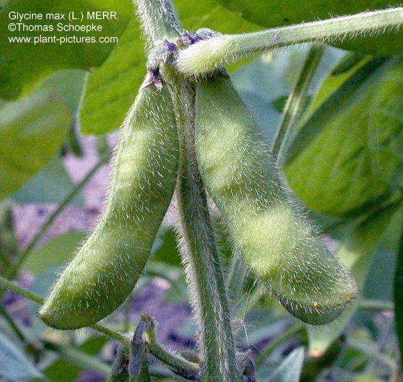 vulgaris Interessant wegen der nährstoffreichen Samen (Speicherung in den