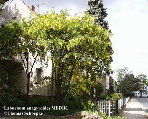 Ordnung: Fabales Unterfamilie: Faboideae Laburnum anagyroides (Goldregen) Merkmale: bis 6 m hoher Baum