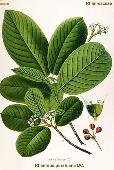 Ordnung: Rosales Familie: Rhamnaceae (Kreuzdorngewächse) Rhamnus purshianus (purshiana) = Frangula purshiana (Nordamerikanischer Faulbaum) Rhamni purshiani cortex (Cascararinde) Ph. Eur.