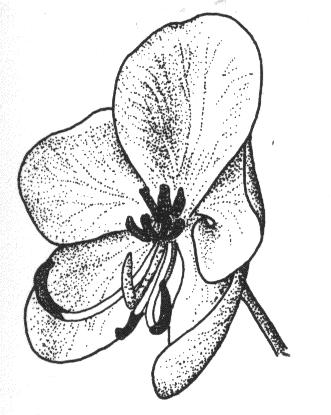 Blüten mit aufsteigender Knospendeckung (oberstes Kronblatt = innerstes) 10 freie Staubblätter, mit Staminodien (=