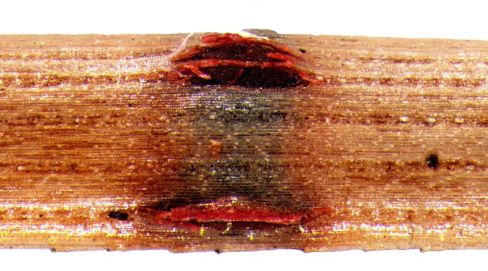 Bereits unter dem Auflichtmikroskop waren an infizierten Nadeln die dunkelrotschwarz gefärbten ungeschlechtlichen Fruchtkörper (Conidiomata) des Pilzes gut zu erkennen (Abb. 3).
