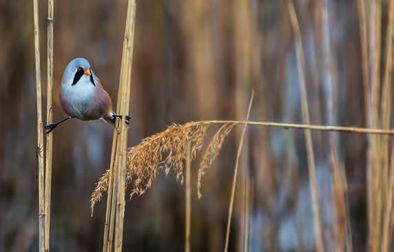 CEWE FOTOWETTBEWERB BIRD EXPERIENCE 2017 Schicken Sie uns Ihr bestes Foto von der Pannonian BirdExperience und gewinnen Sie Gutscheine für CEWE Fotoprodukte im Wert von