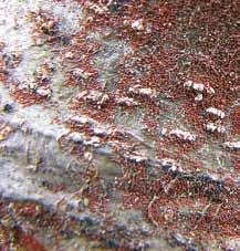 Das Mittel mit diesem Wirkstoff heißt und hat im Etikett als Zielschädlinge die Obstbaumspinnmilbe (Panonychus ulmi), auch Rote Spinne genannt, und die Gemeine Spinnmilbe (Tetranychus urticae)