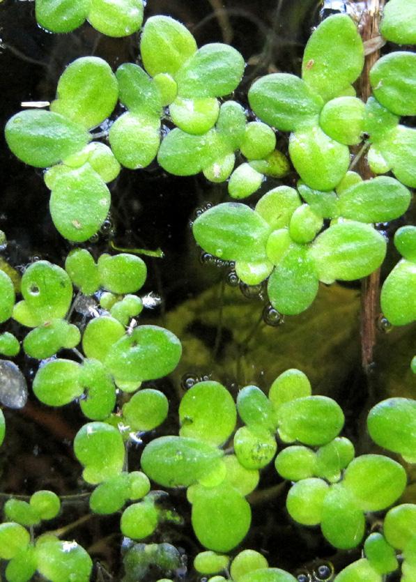 3.7.8 Lemna minor Kleine Wasserlinse Unter günstigen, nährstoffreichen Verhältnissen kann diese kleine Schwimmpflanze geschlossene Teppiche auf der Wasseroberfläche bilden, so, wie es in einigen