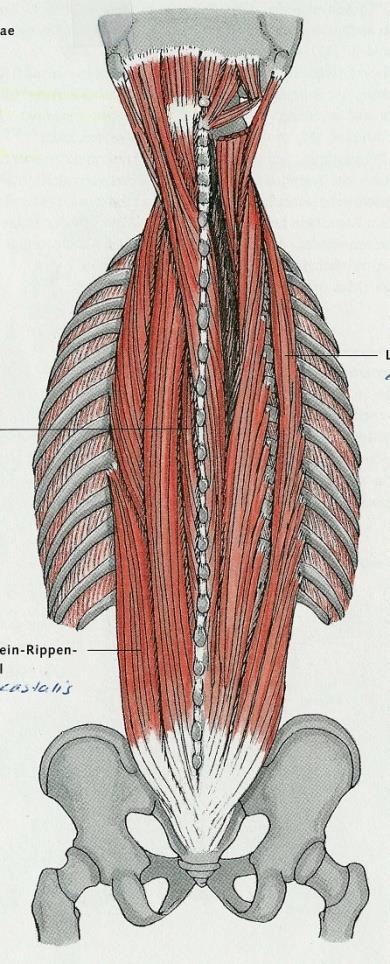 Erector spinae Rückenstrecker