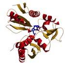 Sect. D, (1999) D55, 631 2 Glutamat GSAM (EM L) Glutamatsemialdehydaminomutase Glutamatsemialdehyd - aminotransferase tra- GluTR (EM A) Glutamyl-tRA- Reduktase