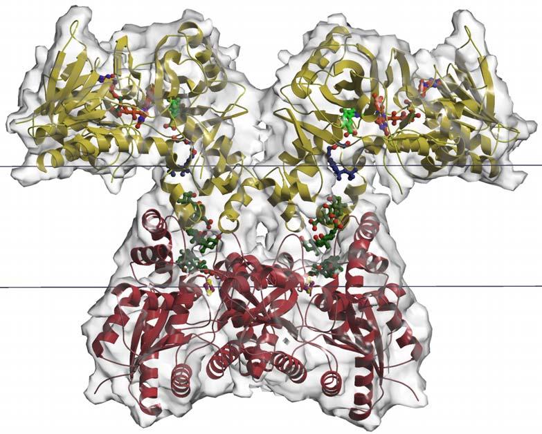 3.3, grün), Protoporphyrinogen IX xidase (PP, berfläche der Tabakstruktur in gelb) und menschliche Ferrochelatase (Wu et al., 2001) (Fc, rot) im mitochondrialen Periplasma.