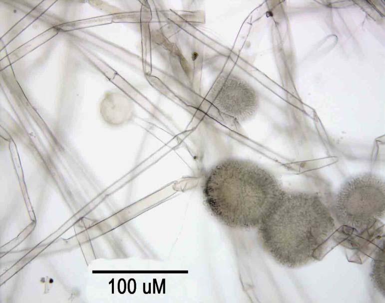 Pilze Prozessrelevante Eigenschaften Kompartimentierung (Eukaryont) Größe: ca 100 µm, mehrzellig -