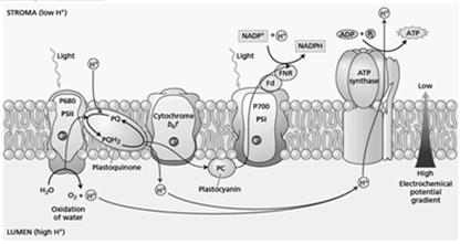 Transport-Proteine: ATPasen I F-Typ ATP-Synthasen in