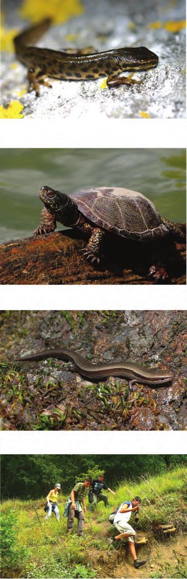 Teichmolch (Lissotriton vulgaris) Wieseneidechse (Darevskia praticola pontica) Mauereidechse (Podarcis muralis) Тaurische Eidechse (Podarcis tauricus) Blödauge (Typhlops vermicularis) Kaspische