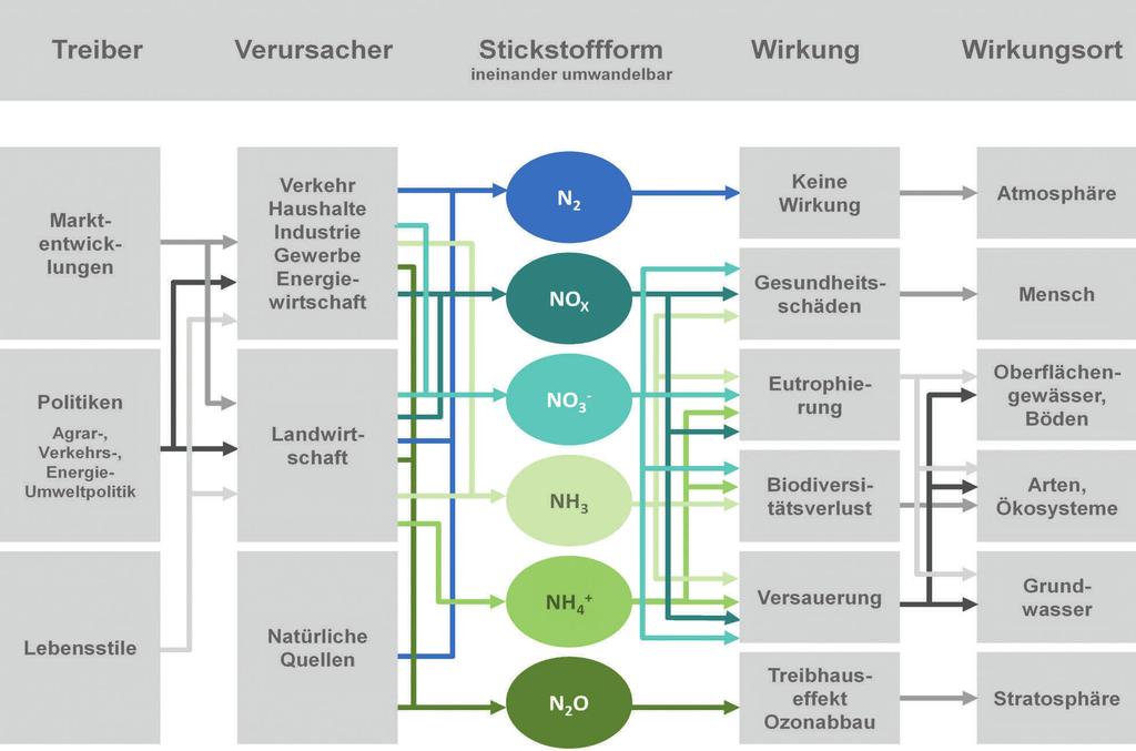 Drucksache 18/4040 122 Deutscher Bundestag 18. Wahlperiode gasung, Versickerung oder Auswaschung aus dem System ausgetragene biologisch verfügbare Stickstoff daher regelmäßig wieder zugeführt werden.