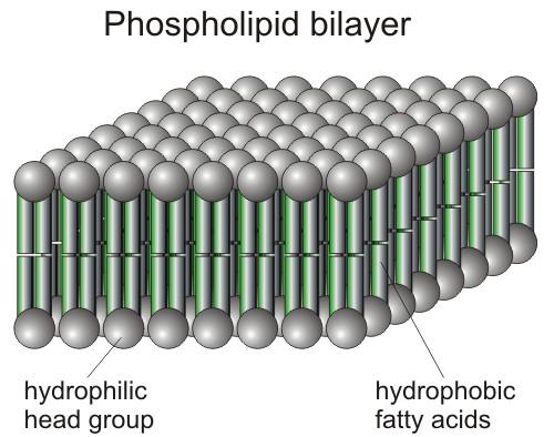 Phospho(glycero)-Lipide sind