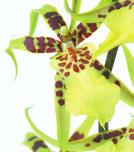 Dendrobium: Wechselwarm kultivieren: im Sommer bei hohen Temperaturen, im Winter sehr kalt (5-13 C) Herkunft: Pazifische Inseln bis