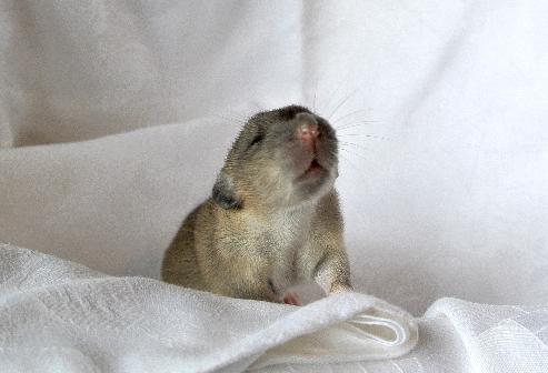 Zähmung Ratten können sehr zahm und anhänglich werden. Voraussetzung dafür, sind als erstes, Welpen aus liebevollen Zuchten, wo sie sich schon von Anfang an an Menschen gewöhnen können.