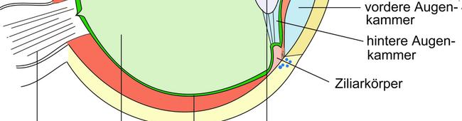 Auge Stabilität Aderhaut (Choroidea) Zwischen Retina und Sclera Am