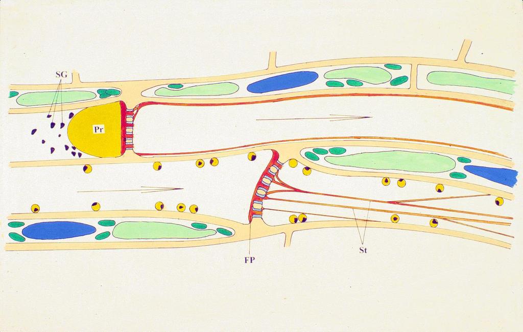 Knoblauch & van Bel, Plant Cell, 1998 Anatomie des Siebelement/Geleitzell